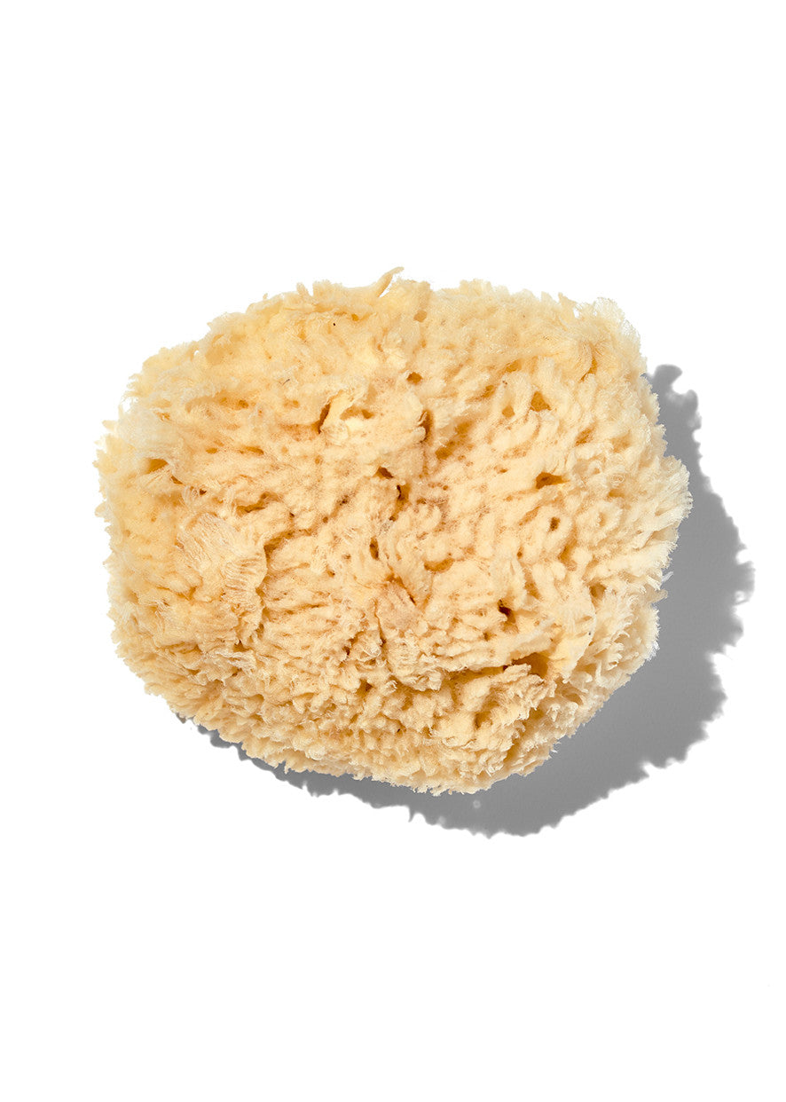 Honeycomb Wool natural sponge 13-14cm